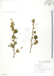 * 冬葵子-標本~S011340* 智財權：國立自然科學博物館