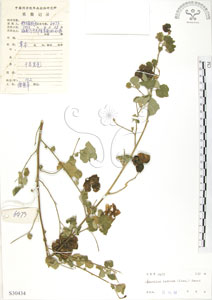 * 冬葵子-標本~S030434* 智財權：國立自然科學博物館