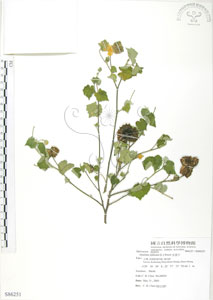 * 冬葵子-標本~S086251* 智財權：國立自然科學博物館