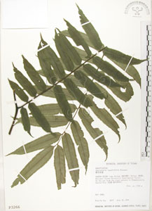 * 觀音座蓮-標本~P003266* 智財權：國立自然科學博物館