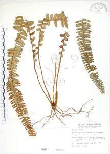 * 腎蕨-標本~P000631* 智財權：國立自然科學博物館