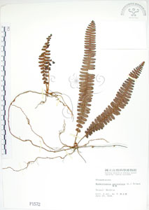* 腎蕨-標本~P001572* 智財權：國立自然科學博物館