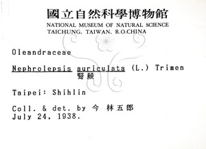 * 腎蕨-標籤~P001572* 智財權：國立自然科學博物館