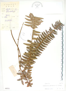 * 腎蕨-標本~P004211* 智財權：國立自然科學博物館