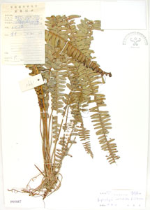 * 腎蕨-標本~P005087* 智財權：國立自然科學博物館