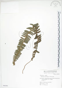 * 腎蕨-標本~P006586* 智財權：國立自然科學博物館