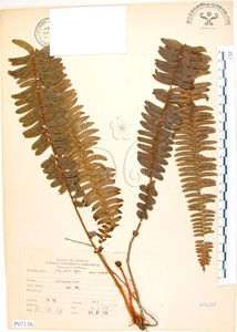 * 腎蕨-標本~P007136* 智財權：國立自然科學博物館