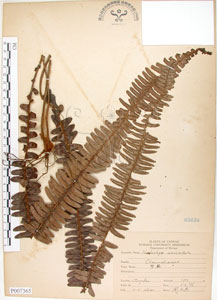 * 腎蕨-標本~P007365* 智財權：國立自然科學博物館