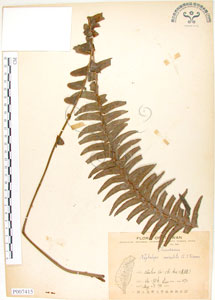 * 腎蕨-標本~P007415* 智財權：國立自然科學博物館