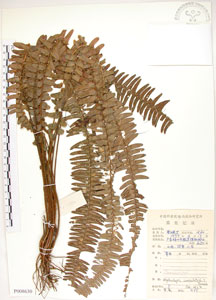 * 腎蕨-標本~P008630* 智財權：國立自然科學博物館