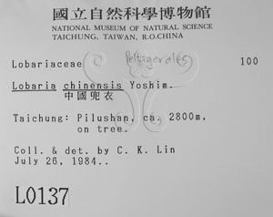 * 標本（標籤）~L00000137* 作者：Yu-te Chiu拍攝,邱昱淂拍攝* 智財權：國立自然科學博物館
