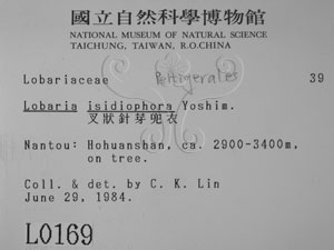 * 標本（標籤）~L00000169* 作者：Yu-te Chiu拍攝,邱昱淂拍攝* 智財權：國立自然科學博物館