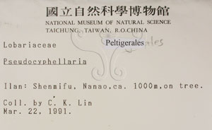 * 假杯點衣屬-標本（標籤）~L00000433* 作者：C.W.Huang拍攝,黃嘉偉拍攝* 智財權：國立自然科學博物館