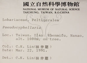 * 假杯點衣屬-標本（標籤）~L00000434* 作者：C.W.Huang拍攝,黃嘉偉拍攝* 智財權：國立自然科學博物館
