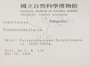 * 假杯點衣屬-標本（標籤）~L00000461* 作者：C.W.Huang拍攝,黃嘉偉拍攝* 智財權：國立自然科學博物館