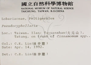 * 假杯點衣屬-標本（標籤）~L00000512* 作者：C.W.Huang拍攝,黃嘉偉拍攝* 智財權：國立自然科學博物館