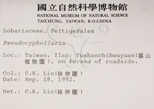 * 假杯點衣屬-標本（標籤）~L00000581* 作者：C.W.Huang拍攝,黃嘉偉拍攝* 智財權：國立自然科學博物館