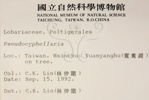 * 假杯點衣屬-標本（標籤）~L00000594* 作者：C.W.Huang拍攝,黃嘉偉拍攝* 智財權：國立自然科學博物館