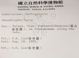 * 假杯點衣屬-標本（標籤）~L00000601* 作者：C.W.Huang拍攝,黃嘉偉拍攝* 智財權：國立自然科學博物館