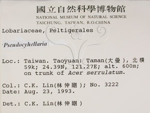 * 假杯點衣屬-標本（標籤）~L00000681* 作者：C.W.Huang拍攝,黃嘉偉拍攝* 智財權：國立自然科學博物館