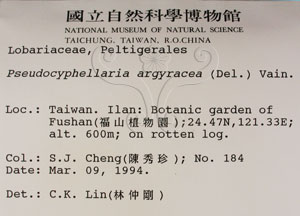 * 假杯點衣屬-標本（標籤）~L00000925* 作者：C.W.Huang拍攝,黃嘉偉拍攝* 智財權：國立自然科學博物館