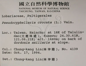 * 假杯點衣屬-標本（標籤）~L00001039* 作者：C.W.Huang拍攝,黃嘉偉拍攝* 智財權：國立自然科學博物館