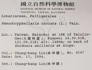 * 假杯點衣屬-標本（標籤）~L00001046* 作者：C.W.Huang拍攝,黃嘉偉拍攝* 智財權：國立自然科學博物館