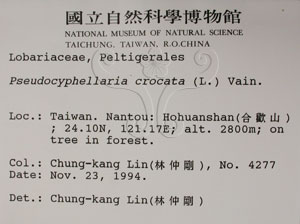 * 假杯點衣屬-標本（標籤）~L00001113* 作者：C.W.Huang拍攝,黃嘉偉拍攝* 智財權：國立自然科學博物館