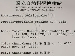 * 假杯點衣屬-標本（標籤）~L00001124* 作者：C.W.Huang拍攝,黃嘉偉拍攝* 智財權：國立自然科學博物館