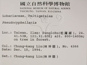 * 假杯點衣屬-標本（標籤）~L00001159* 作者：C.W.Huang拍攝,黃嘉偉拍攝* 智財權：國立自然科學博物館