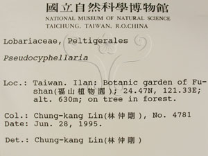 * 假杯點衣屬-標本（標籤）~L00001307* 作者：C.W.Huang拍攝,黃嘉偉拍攝* 智財權：國立自然科學博物館