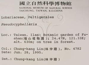 * 假杯點衣屬-標本（標籤）~L00001308* 作者：C.W.Huang拍攝,黃嘉偉拍攝* 智財權：國立自然科學博物館