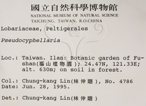 * 假杯點衣屬-標本（標籤）~L00001311* 作者：C.W.Huang拍攝,黃嘉偉拍攝* 智財權：國立自然科學博物館