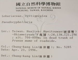 * 假杯點衣屬-標本（標籤）~L00001554* 作者：C.W.Huang拍攝,黃嘉偉拍攝* 智財權：國立自然科學博物館