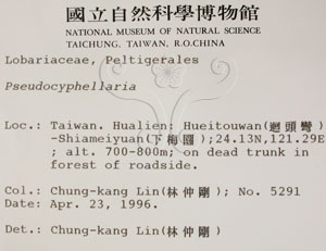 * 假杯點衣屬-標本（標籤）~L00001559* 作者：C.W.Huang拍攝,黃嘉偉拍攝* 智財權：國立自然科學博物館