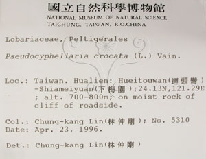 * 假杯點衣屬-標本（標籤）~L00001564* 作者：C.W.Huang拍攝,黃嘉偉拍攝* 智財權：國立自然科學博物館