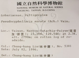 * 假杯點衣屬-標本（標籤）~L00001590* 作者：C.W.Huang拍攝,黃嘉偉拍攝* 智財權：國立自然科學博物館