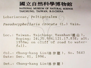 * 假杯點衣屬-標本（標籤）~L00001689* 作者：C.W.Huang拍攝,黃嘉偉拍攝* 智財權：國立自然科學博物館