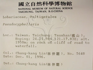 * 假杯點衣屬-標本（標籤）~L00001692* 作者：C.W.Huang拍攝,黃嘉偉拍攝* 智財權：國立自然科學博物館