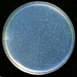* 圖說：綠褶菇菌絲體在 1.5% MEA 25℃ 下生長六星期* (攝影 吳聲華)* 作者：吳聲華拍攝* 智財權：吳聲華