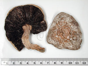 * 蘑菇~F0003053* 智財權：國立自然科學博物館