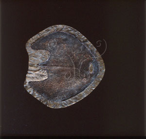 * 圖說：曲靖寬甲魚Laxaspis qujingensis Liu~-F025846標本照* 作者：張光羽拍攝* 智財權：國立自然科學博物館