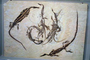 * 圖說：中龍 Mesosaurus brasiliensis* 作者：李慶蘭拍攝* 智財權：國立自然科學博物館