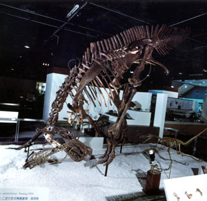* 圖說：棘鼻青島龍Tsintaosaurus spinorhinus~F003535標本照* 作者：張光羽拍攝* 智財權：國立自然科學博物館
