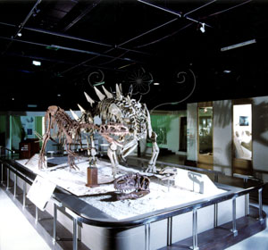 * 圖說：多棘沱江龍Tuojiangosaurus multispinus~F003526標本照* 作者：張光羽拍攝* 智財權：國立自然科學博物館