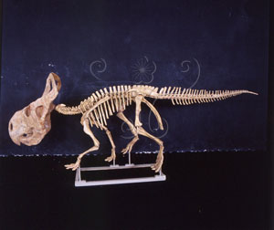 * 圖說：安氏原角龍Protoceratops andrewsi~F003551標本照* 作者：張光羽拍攝* 智財權：國立自然科學博物館
