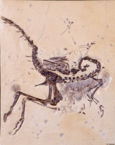 * 圖說：細顎龍 Compsognathus longipes* 作者：李慶蘭拍攝* 智財權：國立自然科學博物館