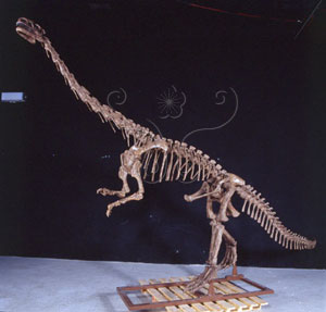 * 圖說：許氏祿豐龍 Lufengosaurus huenei* 作者：李慶蘭拍攝* 智財權：國立自然科學博物館