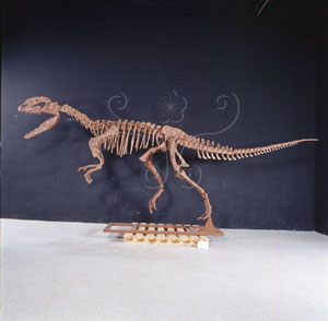 * 圖說：魏氏雙脊龍 Dilophosaurus wetherilli* 作者：李慶蘭拍攝* 智財權：國立自然科學博物館