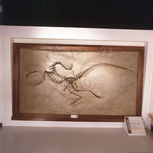 * 圖說：亞洲古似鳥龍 Archaeornithomimus asiatiicus* 作者：李慶蘭拍攝* 智財權：國立自然科學博物館